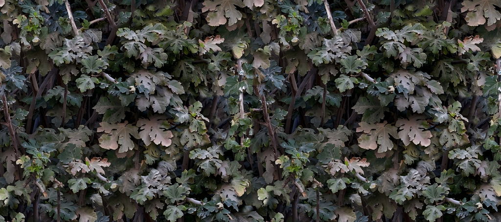 Leaf Series Custom Vinyl Car Wrap