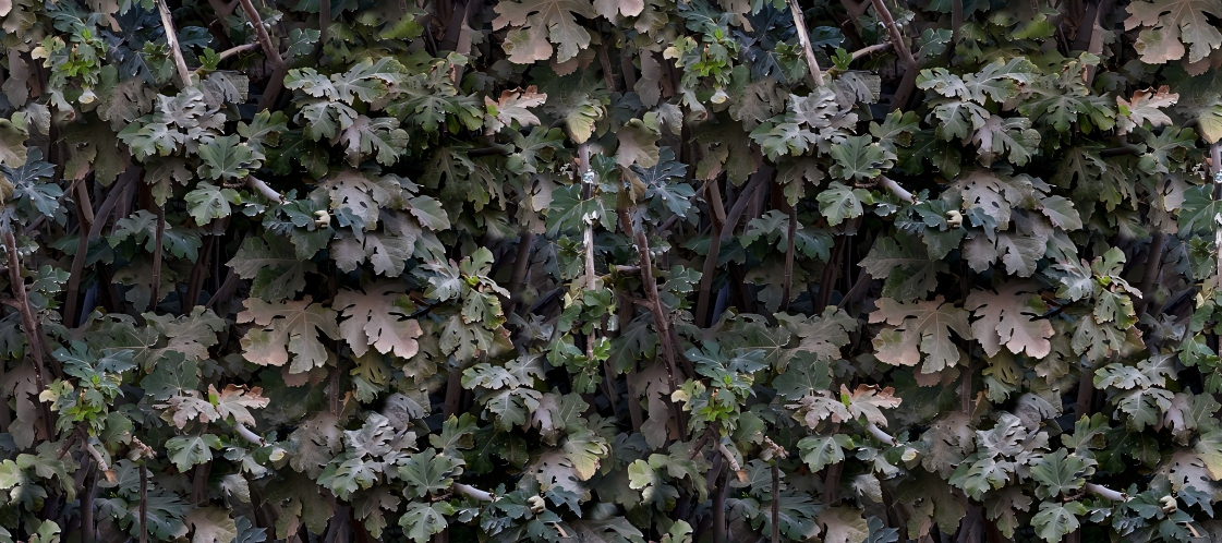 Leaf Series Custom Vinyl Car Wrap