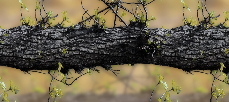 Leaf Series Custom Vinyl Car Wrap