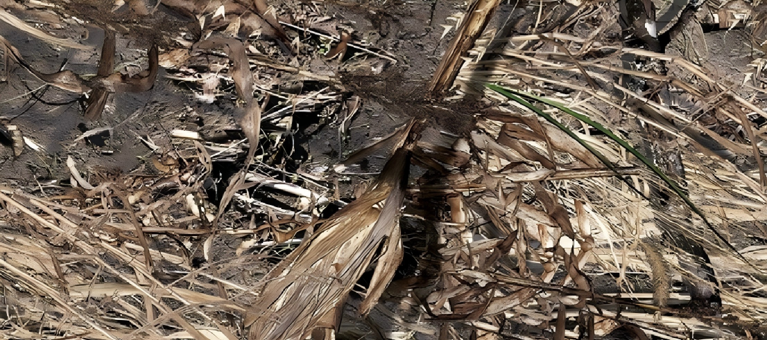 Leaf Series Custom Vinyl Car Wrap